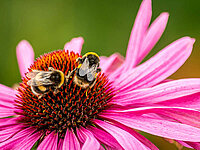 Bad Grönenbach Natur und Bienen